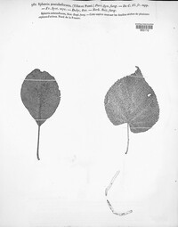 Sphaeria maculaeformis image